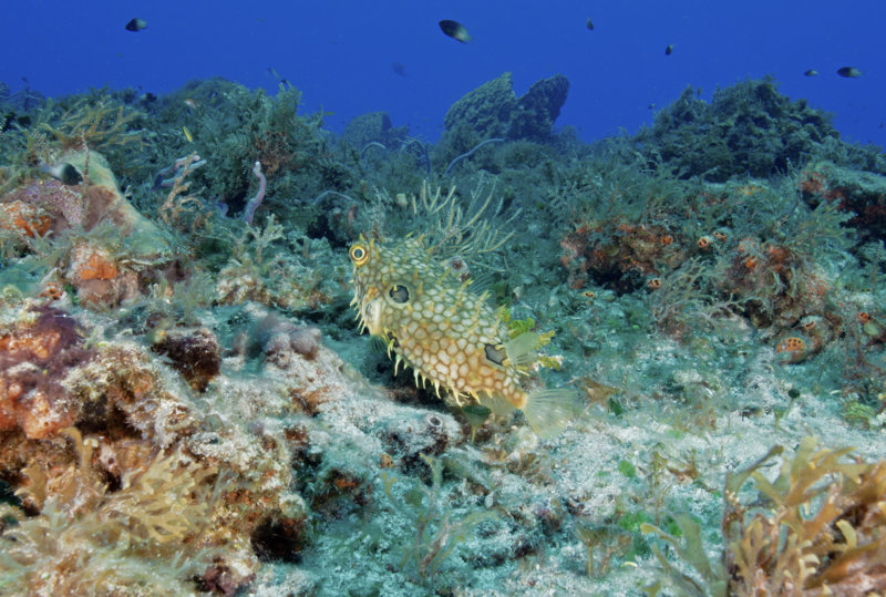 Coz Mar 2021 Burrfish 001.jpg Coz Mar 2021 Burrfish 001.jpg