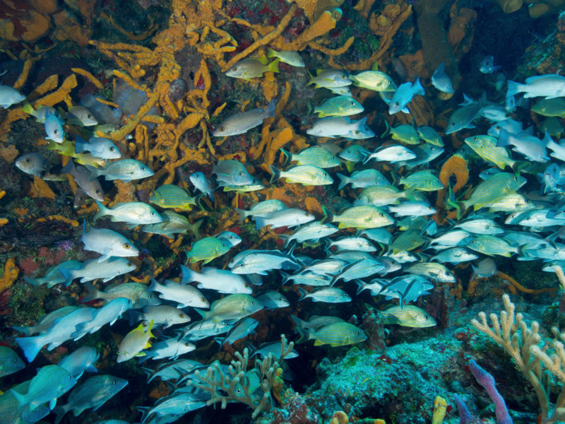Coz Mar 2021 Gray Snapper and Bluestripe Grunts 001.jpg Coz Mar 2021 Gray Snapper and Bluestripe Grunts 001.jpg