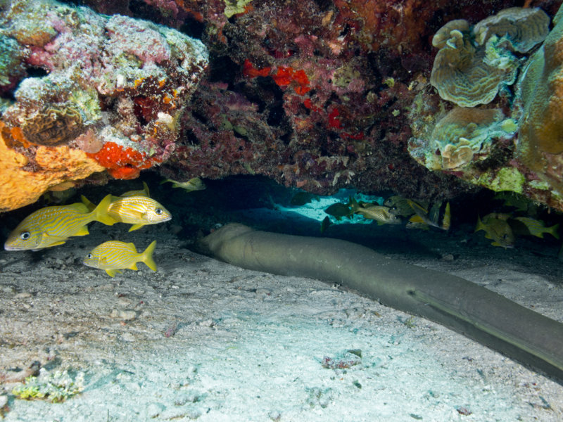 Coz Mar 2021 Green Moray Eel 001.jpg Coz Mar 2021 Green Moray Eel 001.jpg