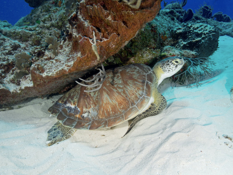 Coz Mar 2021 Green Turtle 001.jpg Coz Mar 2021 Green Turtle 001.jpg