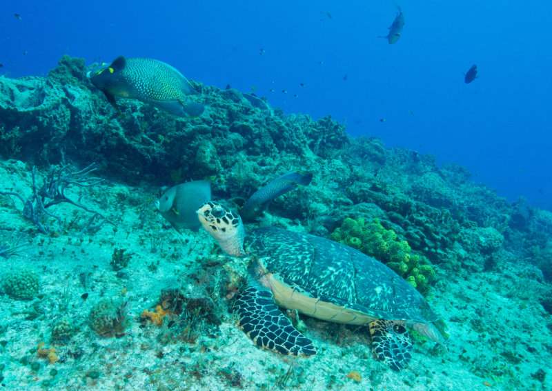 Coz Mar 2021 Hawksbill Turtle 001.jpg Coz Mar 2021 Hawksbill Turtle 001.jpg