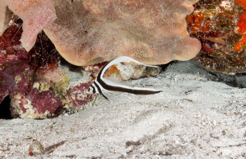 Coz Mar 2021 Juvenile Spotted Drum 001.jpg Coz Mar 2021 Juvenile Spotted Drum 001.jpg