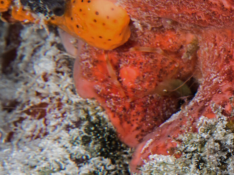 Coz Mar 2024 Golden Coral Shrimp Pepermint shrimp poss 001.jpg
