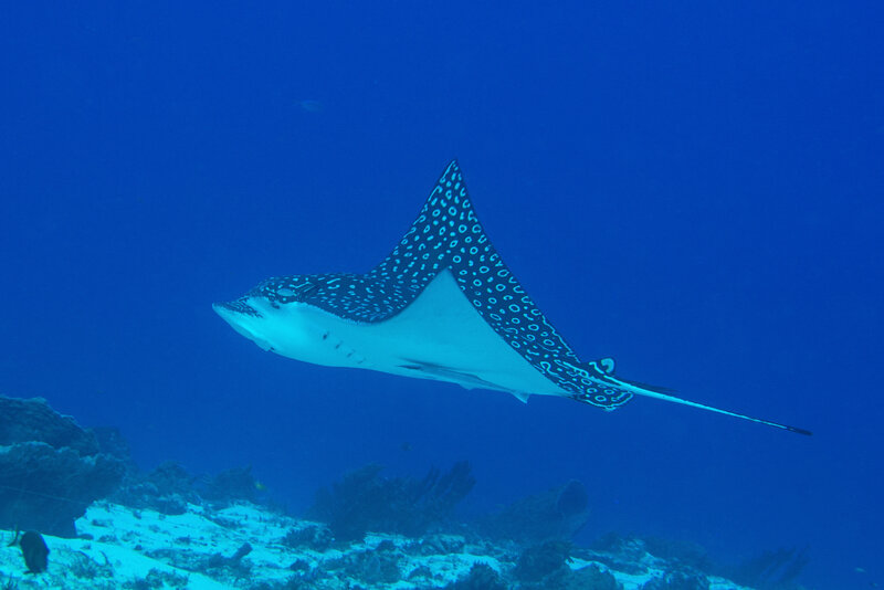 Coz Mar 2024 Spotted Eagle Ray 001.jpg