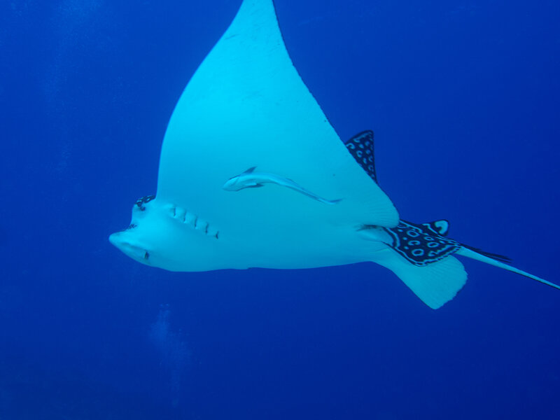 Coz Mar 2024 Spotted Eagle Ray 002.jpg