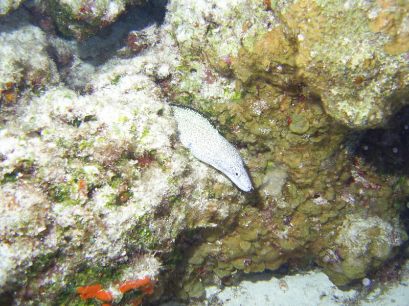Coz May 2007 spotted Moray Eel 4.JPG