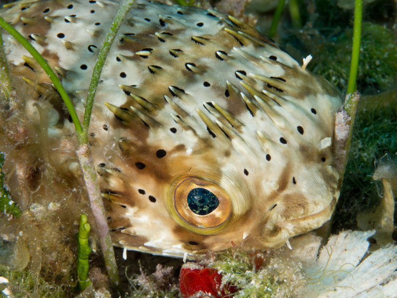 Coz May 2019 Balloonfish 002c.jpg Coz May 2019 Balloonfish 002c.jpg