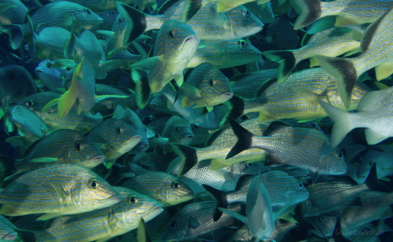 Coz May 2019 Bluestriped Grunts 001c.jpg Coz May 2019 Bluestriped Grunts 001c.jpg