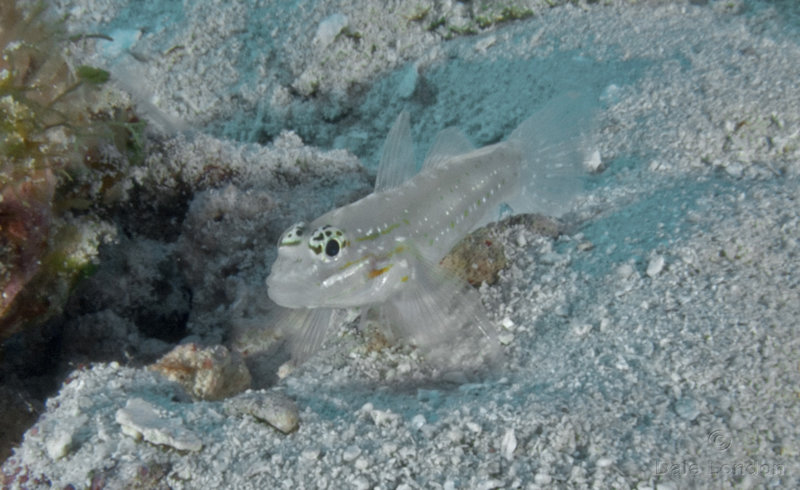 Coz May 2019 Bridled Goby 001c.jpg Coz May 2019 Bridled Goby 001c.jpg