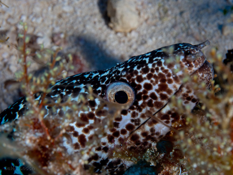 Coz May 2019 Brown Spotted Eel 002c.jpg Coz May 2019 Brown Spotted Eel 002c.jpg