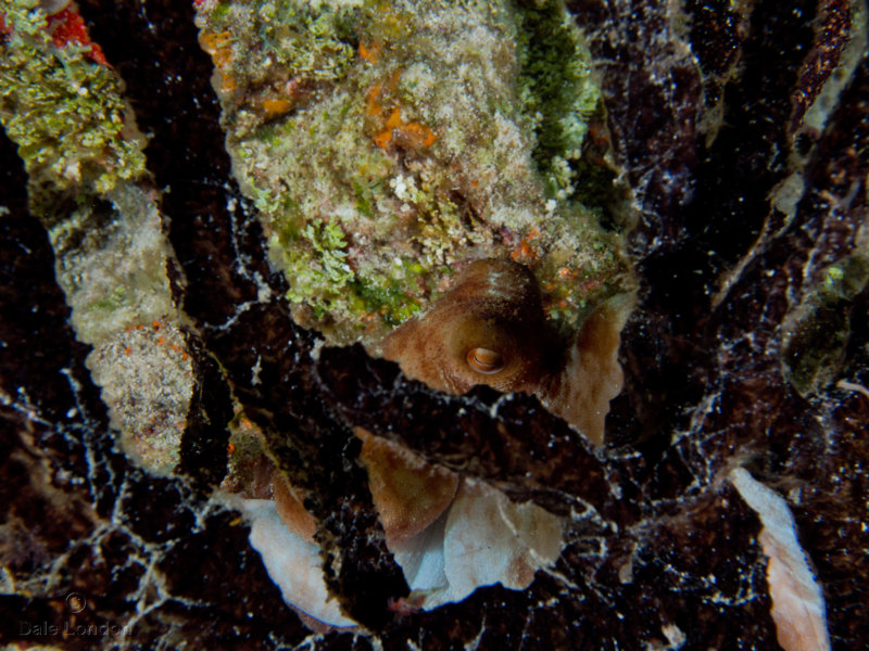 Coz May 2019 Caribbean Reef Octopus 003c.jpg