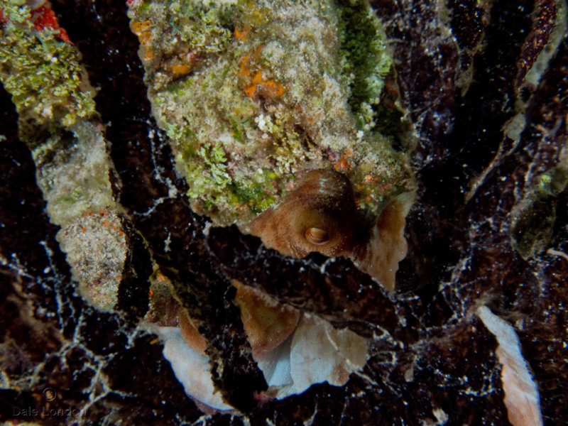 Coz May 2019 Caribbean Reef Octopus 003c.jpg Coz May 2019 Caribbean Reef Octopus 003c.jpg