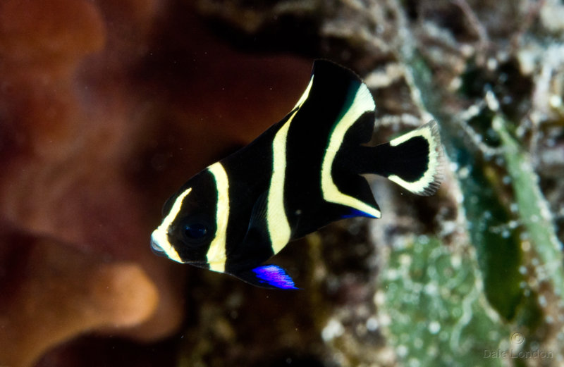 Coz May 2019 French Angelfish Juvenile 001c.jpg Coz May 2019 French Angelfish Juvenile 001c.jpg