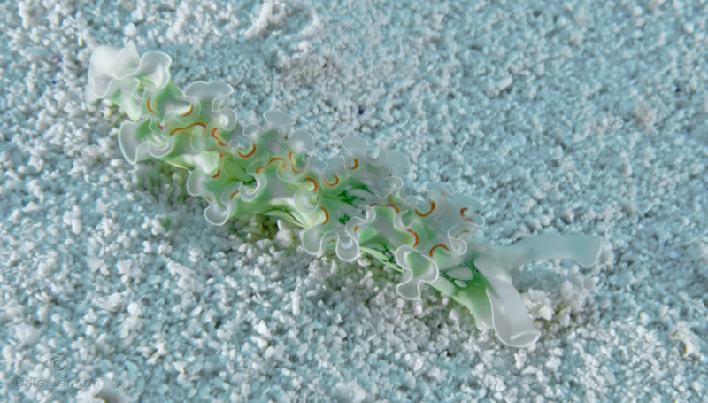 Coz May 2019 Lettuce Sea Slug 002c.jpg