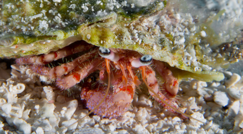 Coz May 2019 Red Banded Hermit Crab 001c.jpg