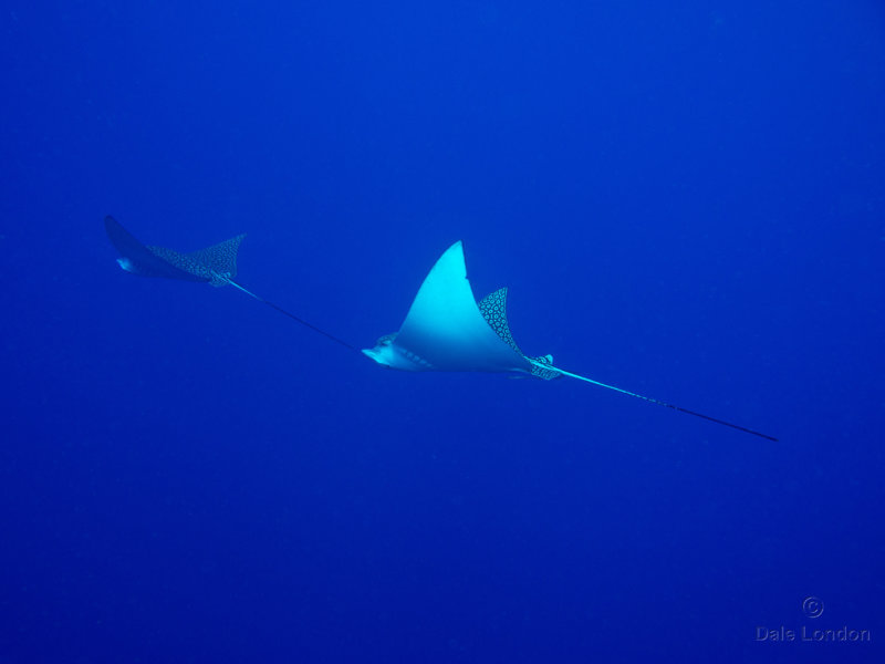 Coz May 2019 Spotted Eagle Ray 003c.jpg