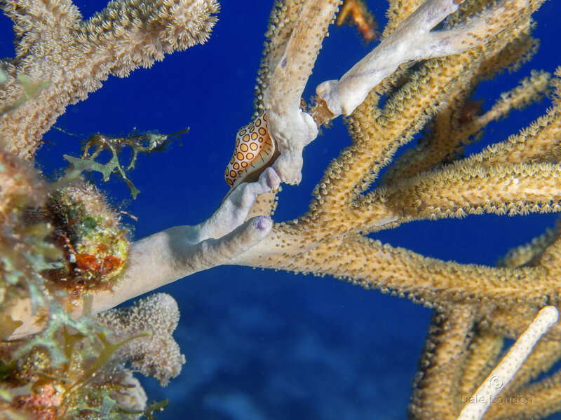 Coz May 2023 Flamingo Tongue 001c.jpg Coz May 2023 Flamingo Tongue 001c.jpg