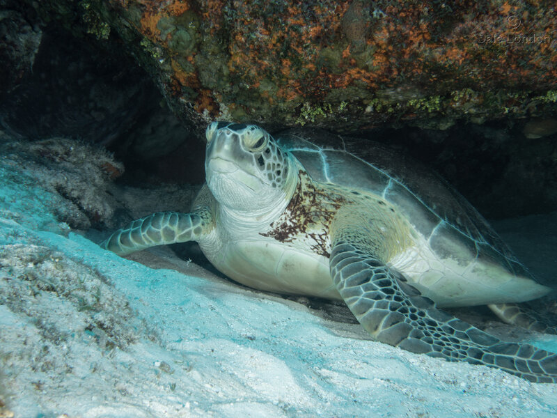 Coz May 2023 Green Turtle 001c.jpg Coz May 2023 Green Turtle 001c.jpg
