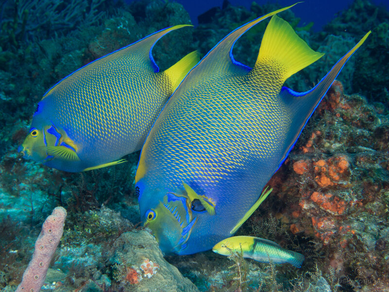 Coz May 2023 Queen Angelfish 001c.jpg Coz May 2023 Queen Angelfish 001c.jpg