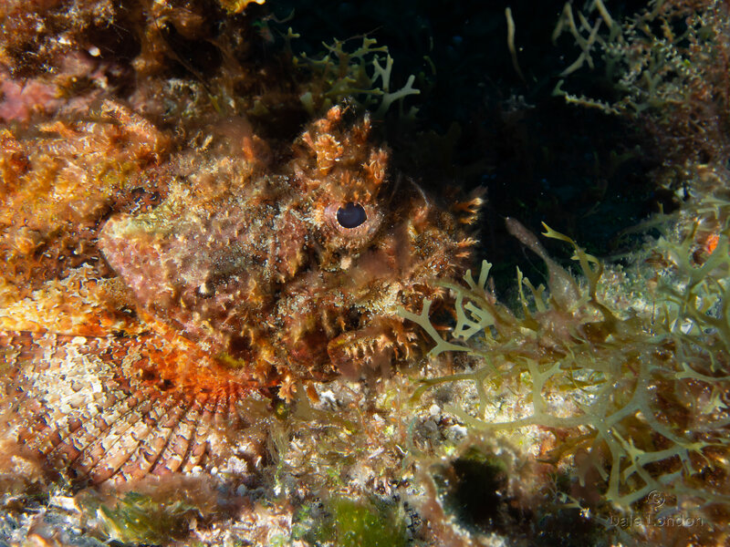 Coz May 2023 Scorpionfish 004c.jpg Coz May 2023 Scorpionfish 004c.jpg