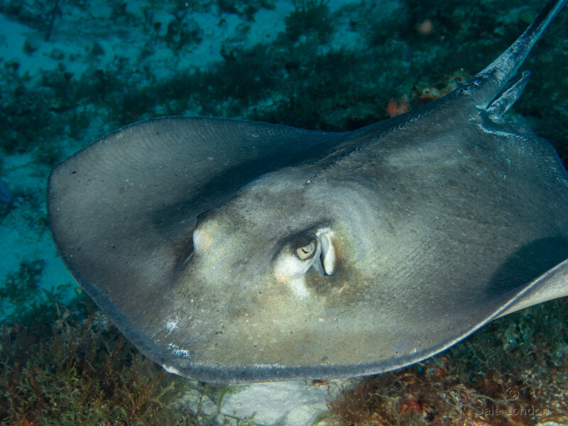 Coz May 2023 Southern Stingray 001c.jpg Coz May 2023 Southern Stingray 001c.jpg