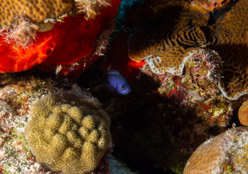 Coz May 2024 Chromis 001.jpg Coz May 2024 Chromis 001.jpg