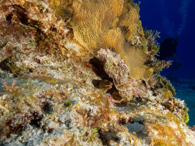 Coz May 2024 Goldentail moray eel 001.jpg Coz May 2024 Goldentail moray eel 001.jpg