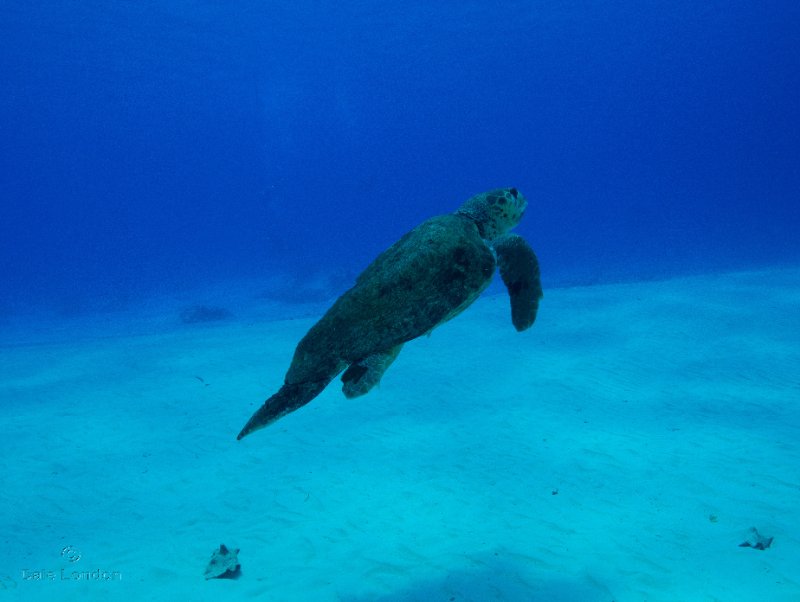 Coz May 2025 Loggerhead Turtle 001c.jpg