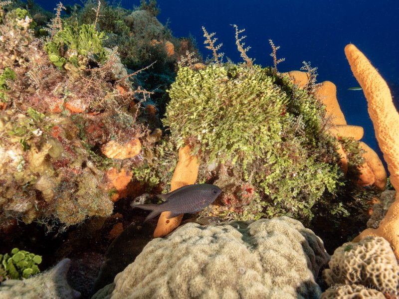 Coz May 2025 Longfin Damselfish 001c.jpg