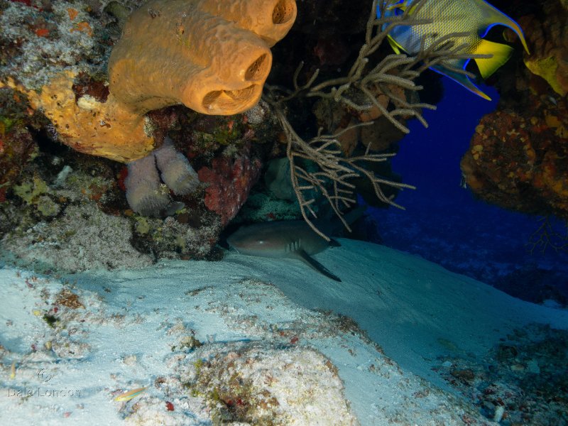 Coz May 2025 Nurse Shark 001c.jpg
