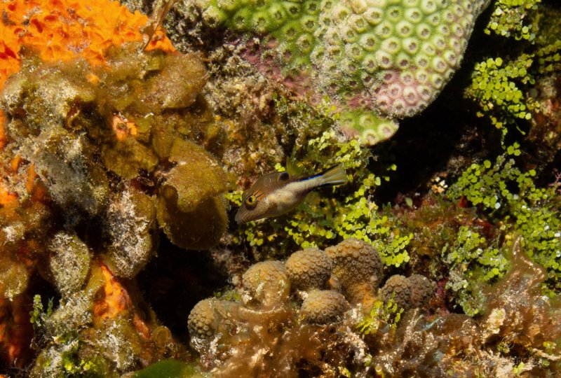 Coz May 2025 Sharpnose puffer 001c.jpg