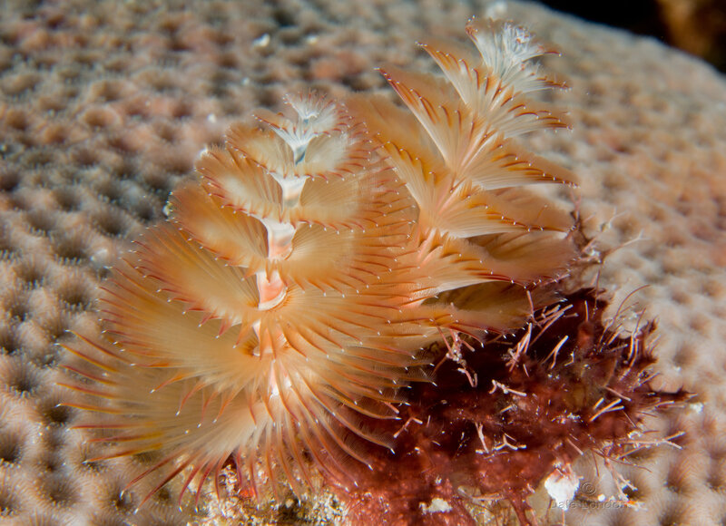 Coz Nov 2021 Christmas tree worm 001c.jpg