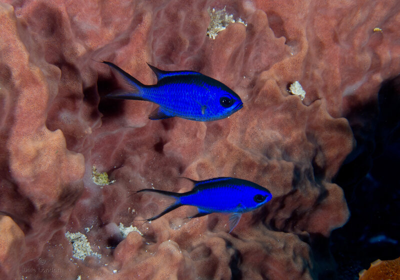 Coz Nov 2021 Chromis 001c.jpg