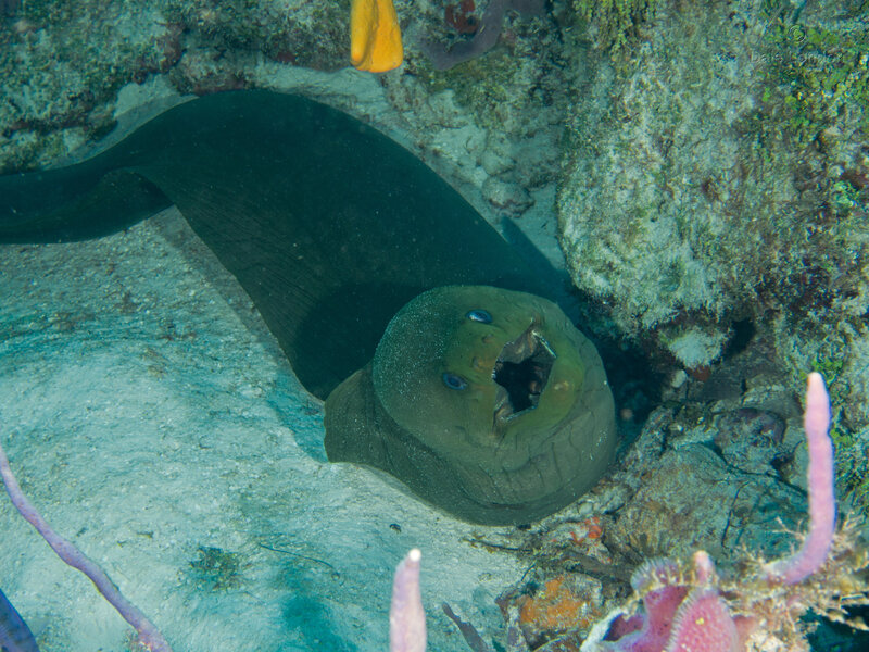 Coz Nov 2021 Green Moray Eel 004c.jpg