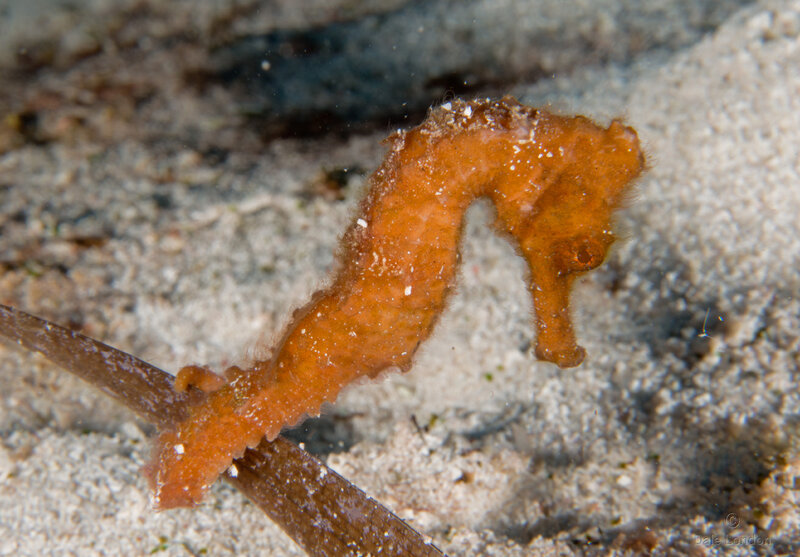 Coz Nov 2021 Longsnout Seahorse 003c.jpg