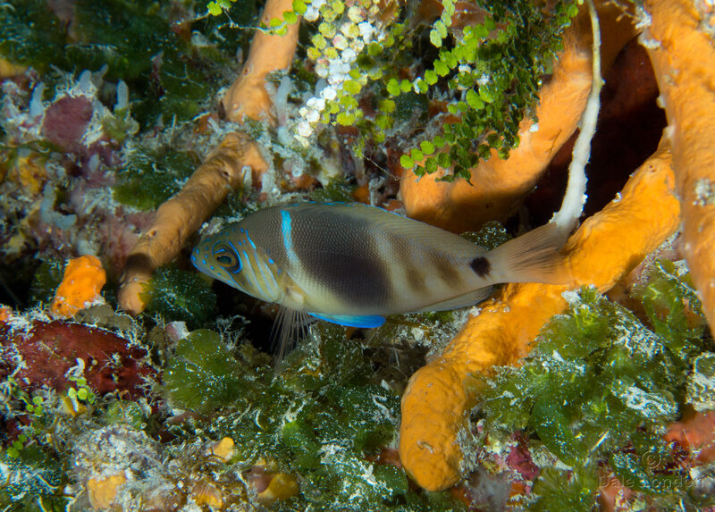 Coz Oct 2021 Barred Hamlet squarish tail 001c.jpg