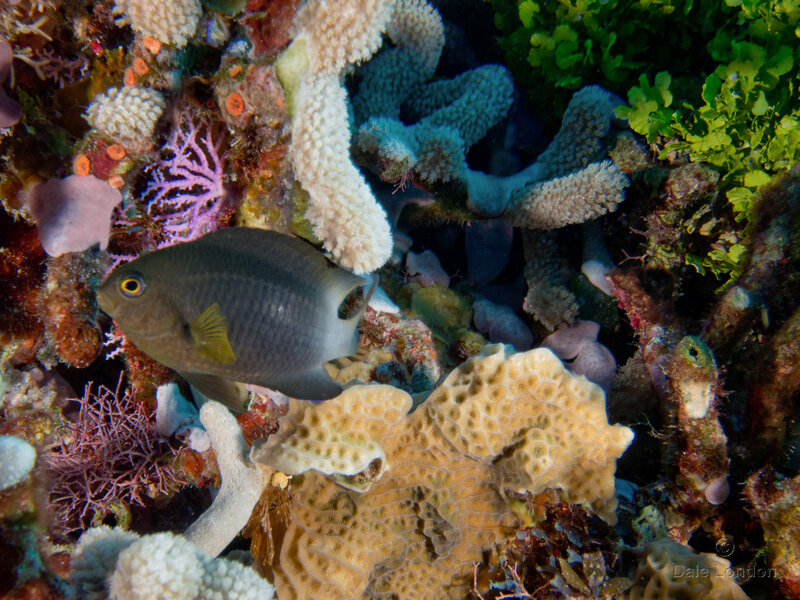 Coz Oct 2021 Bicolor Damselfish 001c.jpg