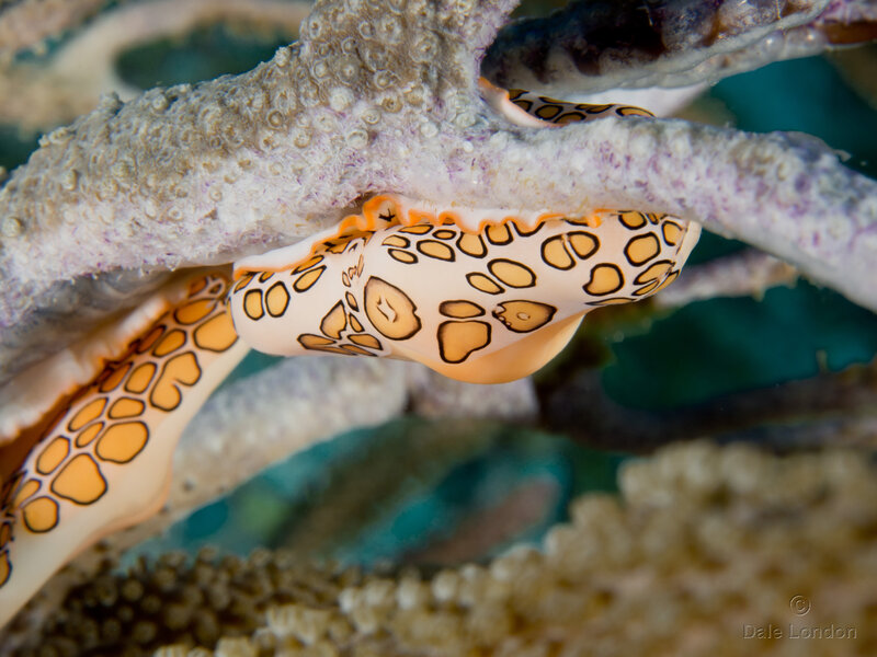 Coz Oct 2021 Flamingo Tongue 003c.jpg