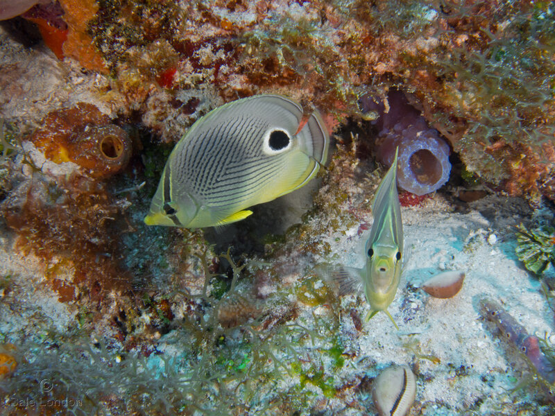 Coz Oct 2021 Four Eye Butterfly fish 001c.jpg