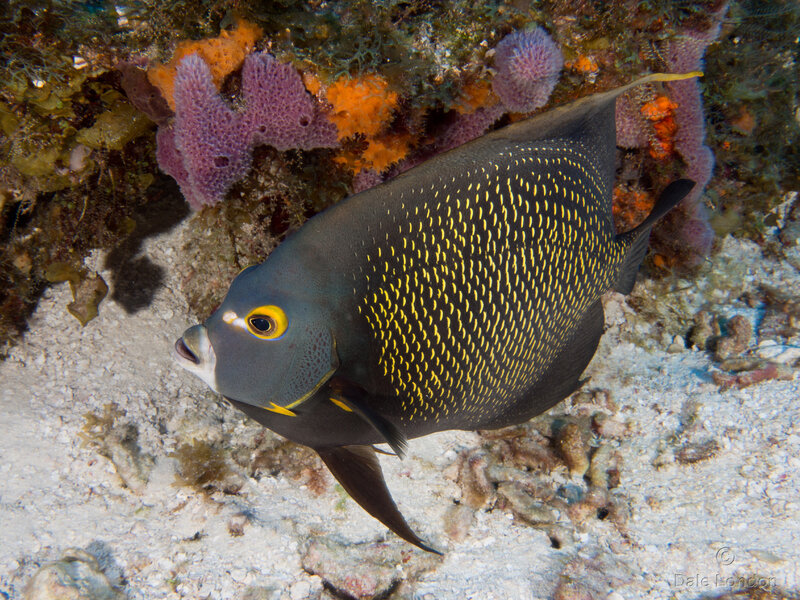 Coz Oct 2021 French Angelfish 001c.jpg