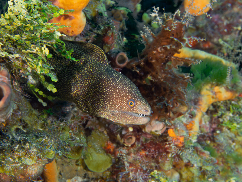 Coz Oct 2021 Goldentail Eel 002c.jpg