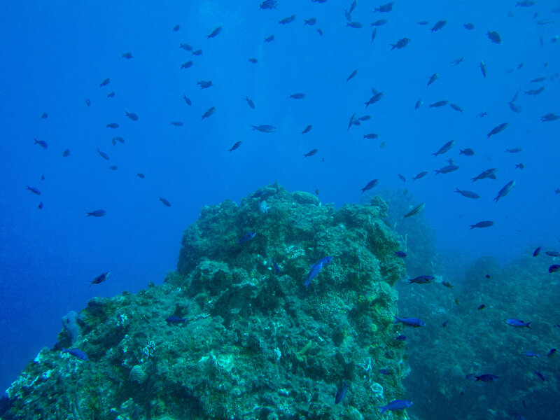 Coz Sep 2024 Chromis Seascape 001.jpg