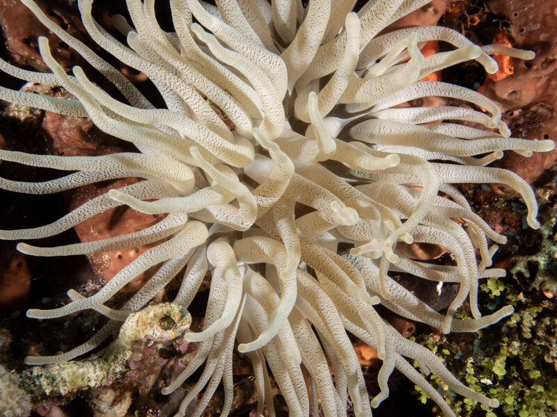 Coz Sep 2024 Giant Anemone 001.jpg