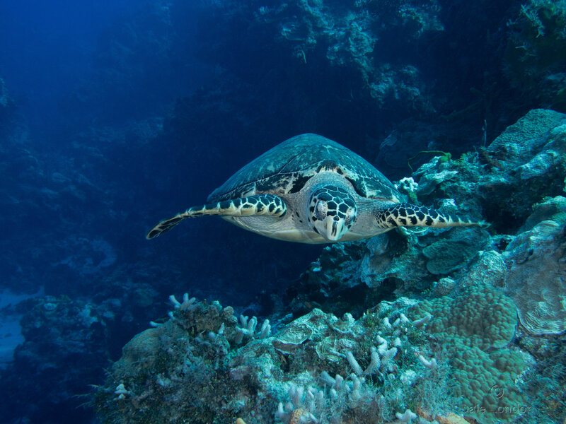 Coz Sep 2024 Hawksbill Turtle 002c.jpg