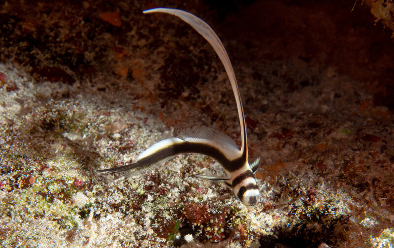 Coz Sep 2024 Juvenile Spotted Drum 002c.jpg Coz Sep 2024 Juvenile Spotted Drum 002c.jpg
