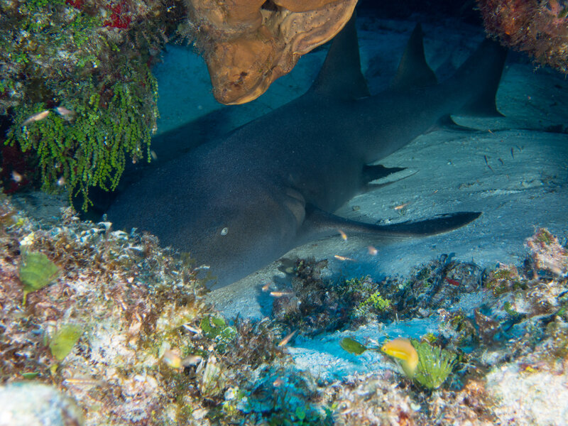 Coz Sep 2024 Nurse Shark 001.jpg