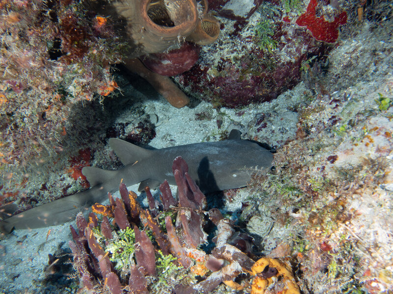 Coz Sep 2024 Nurse Shark 002c.jpg