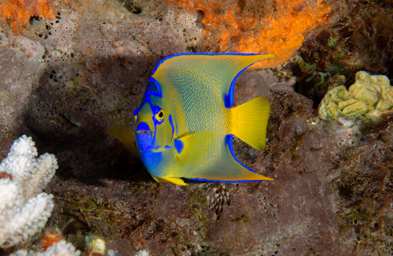 Coz Sep 2024 Queen Angelfish 001.jpg