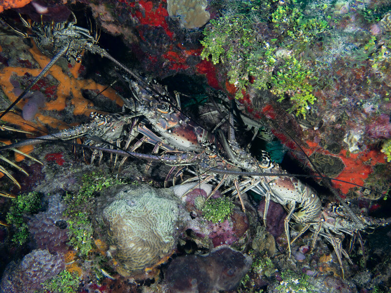 Coz Sep 2024 Spiny Lobster 001.jpg