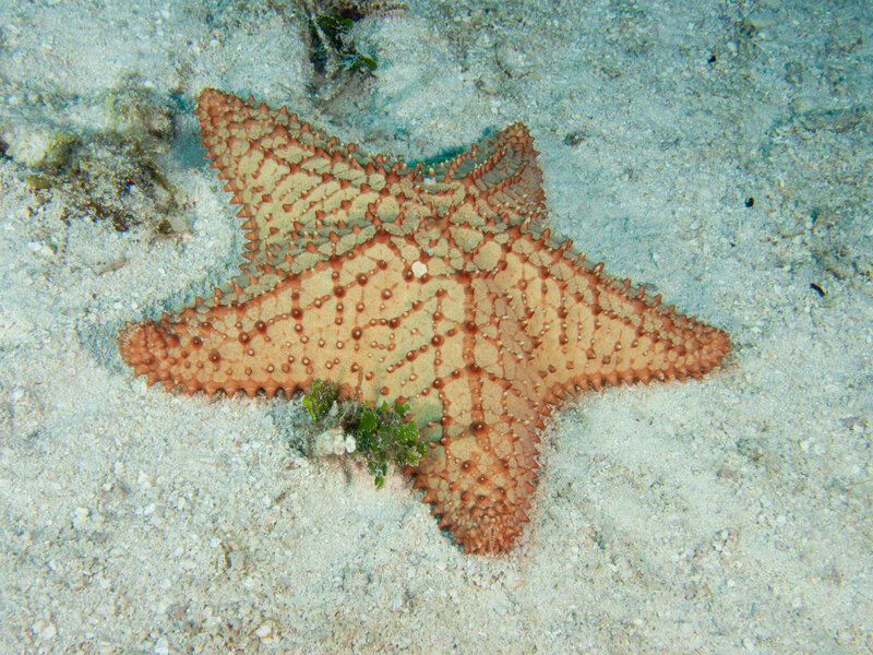 Coz Sep 2024 Starfish 001.jpg